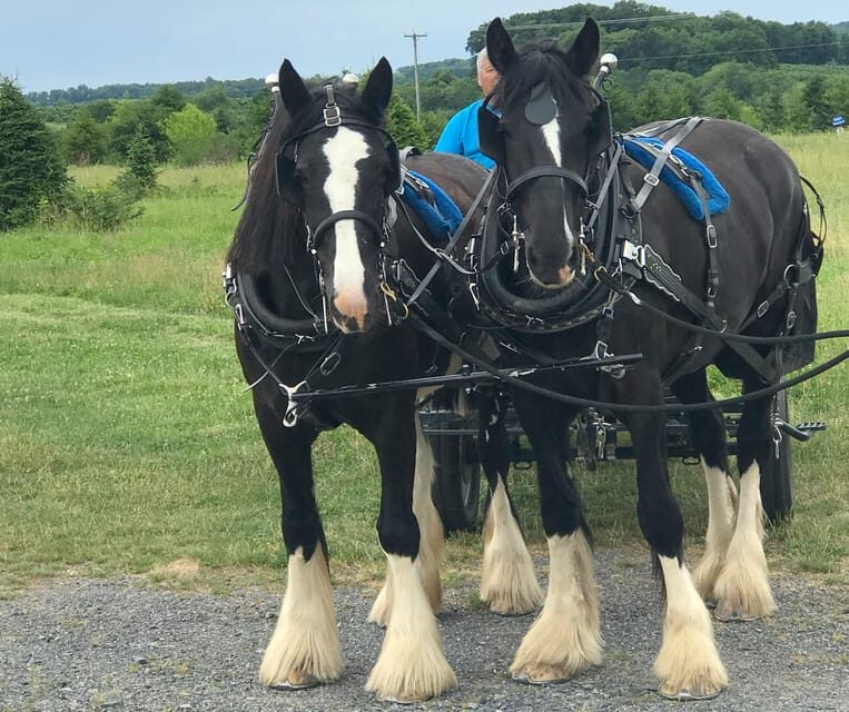 Gettysburg: Horse-Drawn Carriage Tour Countryside & Orchards - Who Will Love This Tour?