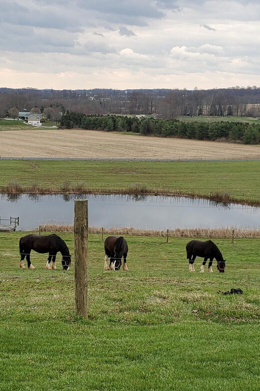 Gettysburg: Horse-Drawn Carriage Tour Countryside & Orchards - In The Sum Up