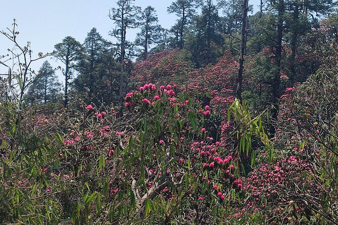 Ghorepani Poon Hill Trek: 12-Day Journey in Annapurna - FAQ