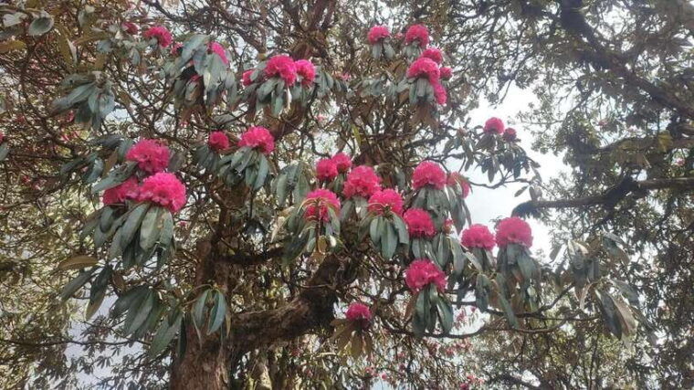 ghorepani-poon-hill-trek-4-days-full-package