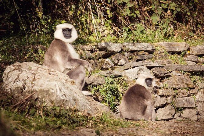 Ghorepani Poonhill Trek 5 Days from Pokhara - Final Thoughts