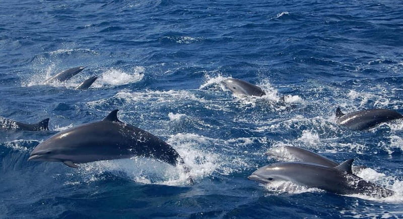 Giardini Naxos: Dolphin Catamaran Sunset Tour with Aperetif - Final Thoughts: Is It Worth It?