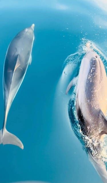 Giardini Naxos: Dolphin Searching Sunset Boat Tour - Key Points