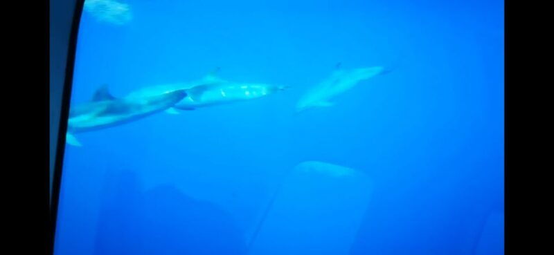 giardini-naxos-semi-submarine-tour-to-isola-bella