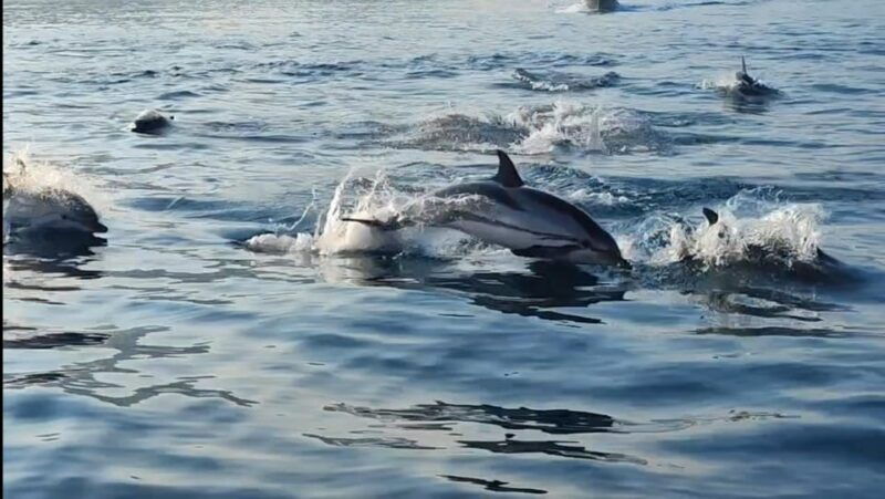giardini-naxos-sunset-dolphin-watching-cruise-with-aperitif