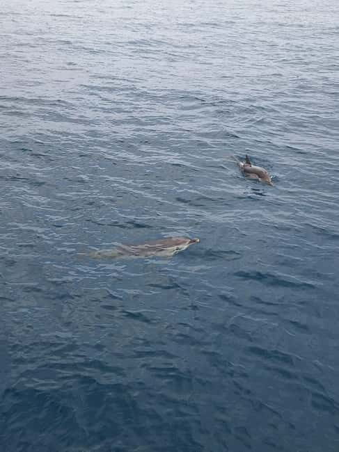 Giardini Naxos Taormina: Dolphin Watching Sunset Tour - Key Points