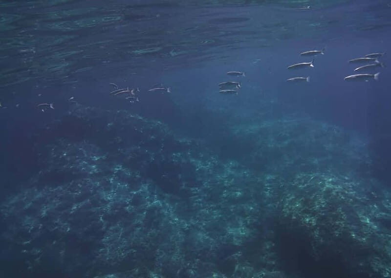 Giardini Naxos Taormina: Dolphin Watching Sunset Tour - Practical Tips for a Smooth Experience