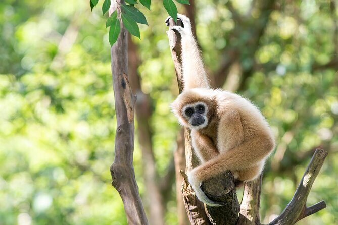 Gibbon Conservation and Cultural 2-Days Adventure - Key Points