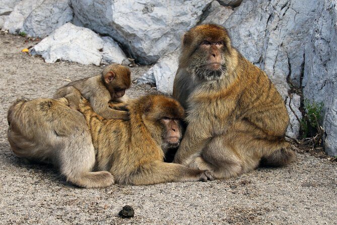Gibraltar Day Trip from Seville + Rock Tour - Who Is This Tour Best Suited For?  