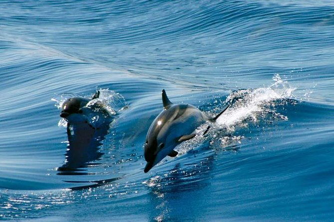 gibraltar-dolphin-adventure