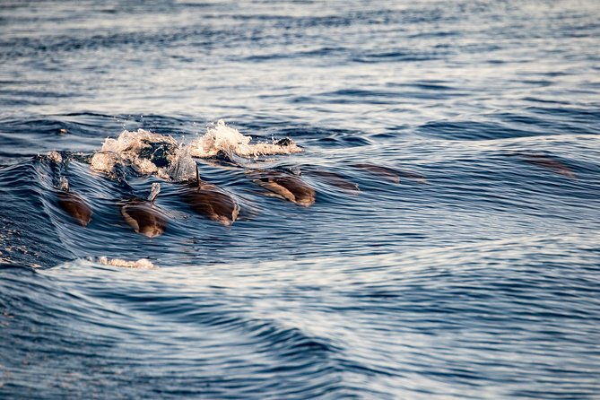 gibraltar-dolphin-adventure