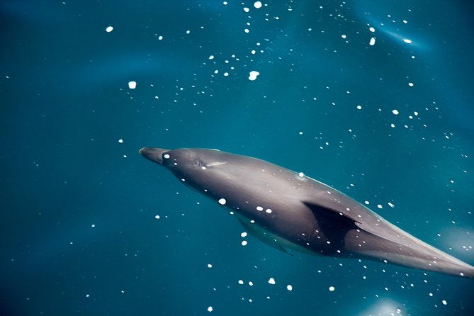 gibraltar-dolphin-adventure