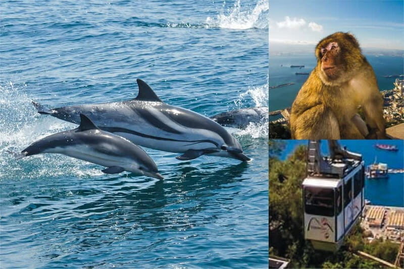Gibraltar: Dolphin Watch Cruise & Cable Car Fast Track Combo - Key Points