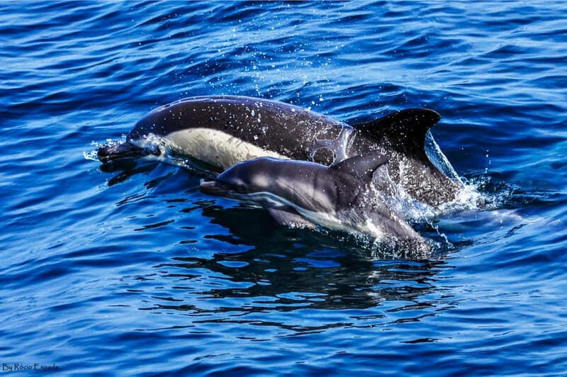 Gibraltar: Dolphin Watch Cruise & Cable Car Fast Track Combo - The Sum Up
