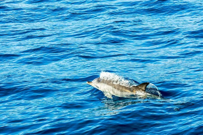 Gibraltar: Dolphin Watch Cruise & Cable Car Fast Track Combo - FAQ