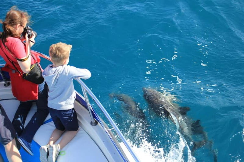 Gibraltar: Dolphin Watching Boat Tour V.I.P - Insights from Reviews: Authentic Experiences