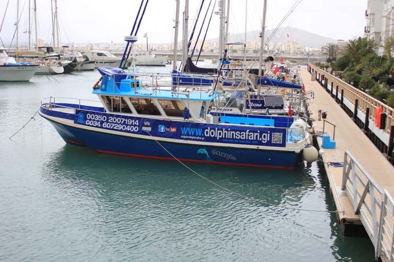 Gibraltar: Dolphin Watching Boat Tour V.I.P - The Sum Up: Who Will Love This Tour?