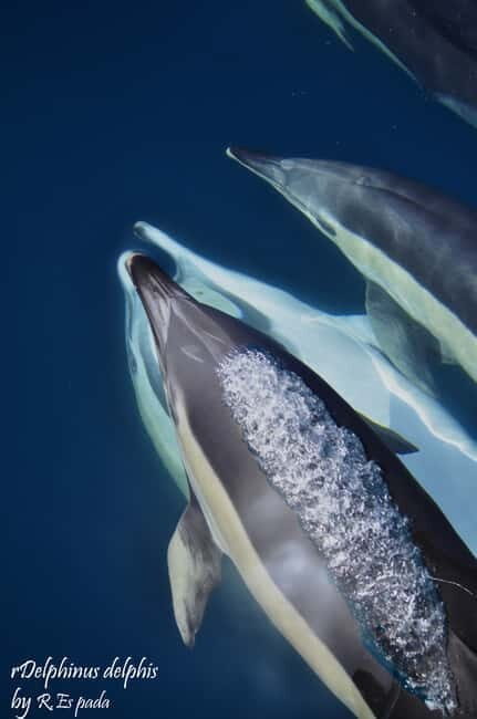 Gibraltar: Dolphin Watching Tour - An In-Depth Look at the Gibraltar Dolphin Watching Tour