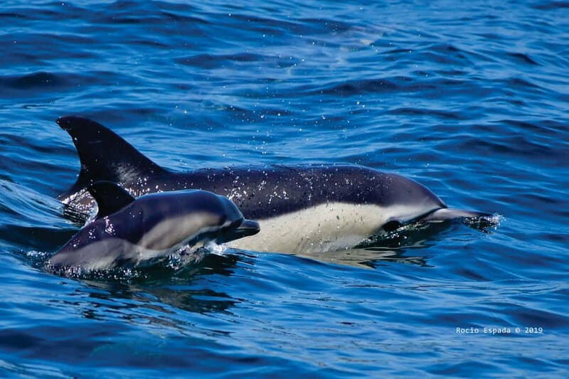 Gibraltar: Dolphin Watching Tour - Introduction