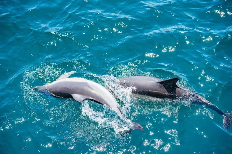 Gibraltar: Dolphin Watching Tour - The Experience in Practice