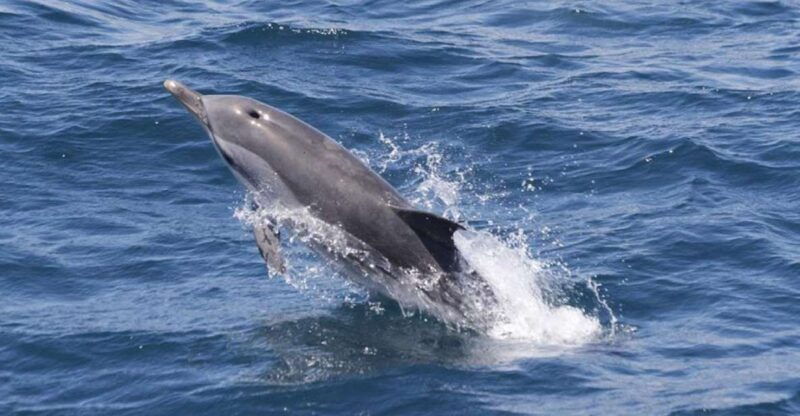 gibraltar-dolphins-watching-day-trip-from-seville