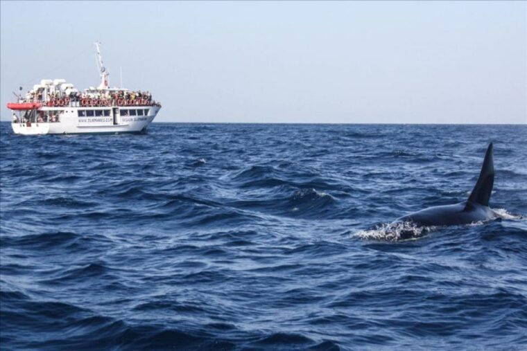 gibraltar-dolphins-watching-day-trip-from-seville