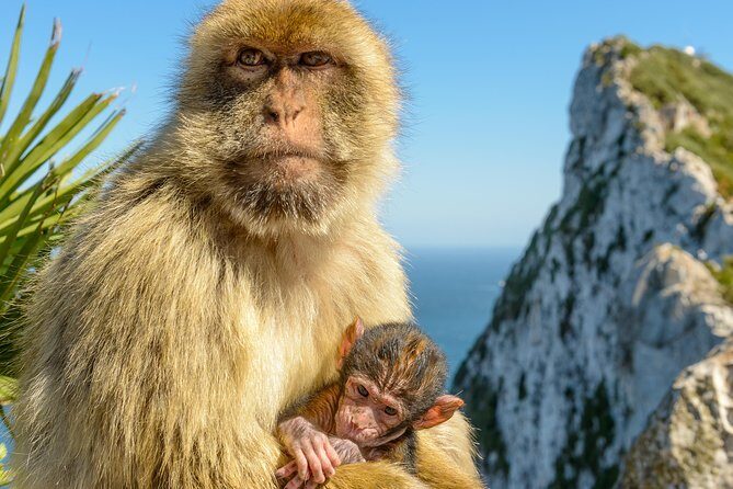 Gibraltar Inside Out Intermediate Tour 3.30hrs - FAQs