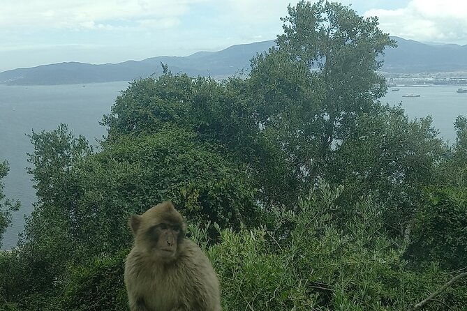 gibraltar-mijas-and-marbella-private-tour-from-malaga-province