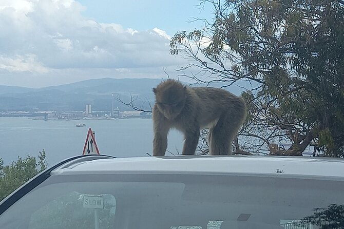 gibraltar-mijas-and-marbella-private-tour-from-malaga-province