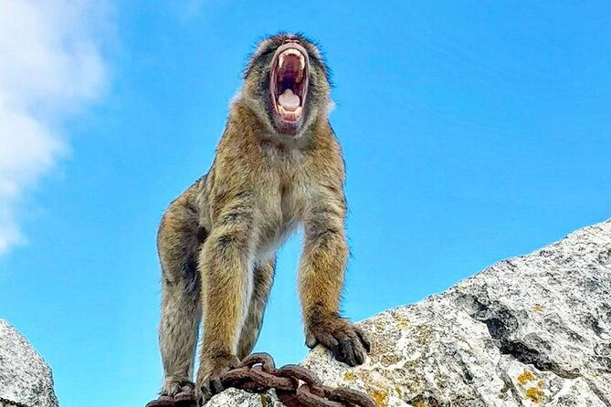 gibraltar-private-daytrip-from-malaga