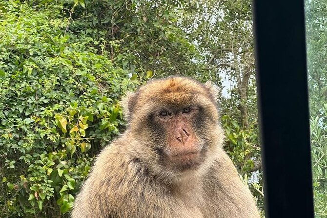 gibraltar-private-tour-from-malaga-and-surronding-areas