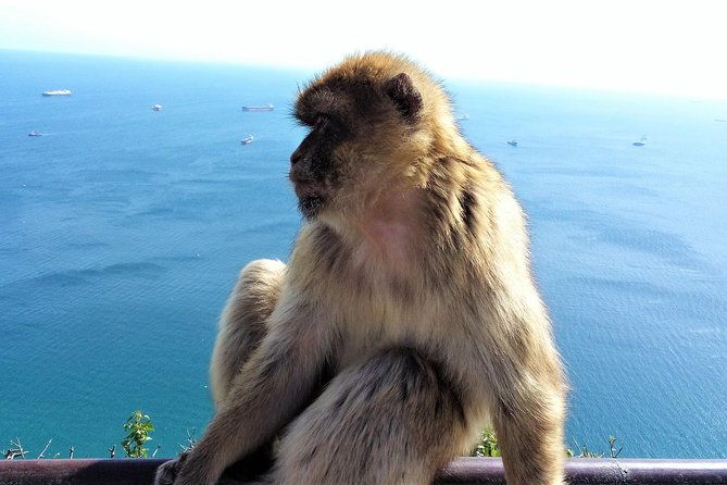 gibraltar-private-tour-from-marbella-or-malaga