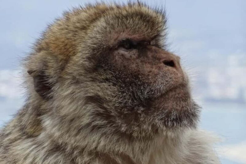 Gibraltar Shore Excursion: The Original Rock & Caves Tour - Exploring Gibraltar on a Guided Tour