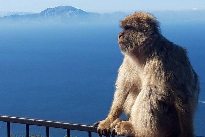 gibraltar-sightseeing-classic-rock-tour-plus-world-war-2-tunnels-private