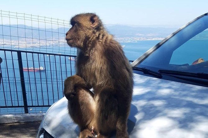 gibraltar-sightseeing-extended-rock-tour-shore-excursion-private