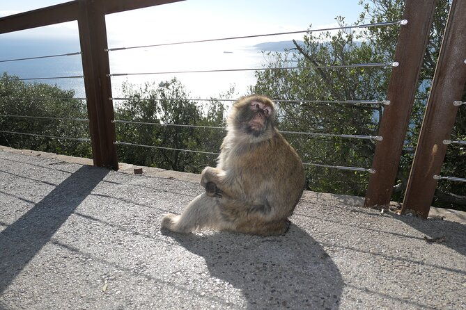 gibraltar-sightseeing-tour-with-monkeys-and-panoramic-views-2