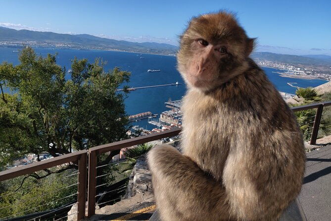 gibraltar-sightseeing-tour-with-monkeys-and-panoramic-views