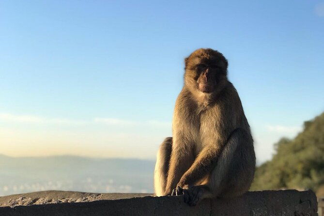 gibraltar-sightseeing-tour-with-monkeys-and-panoramic-views