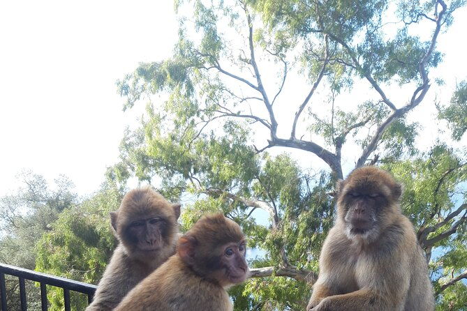 gibraltar-sightseeing-tour-with-monkeys-and-panoramic-views