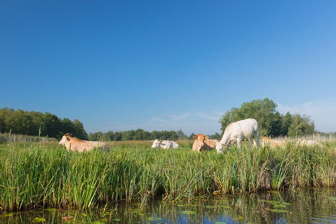 giethoorn-highlights-canal-cruise-and-sightseeing-village