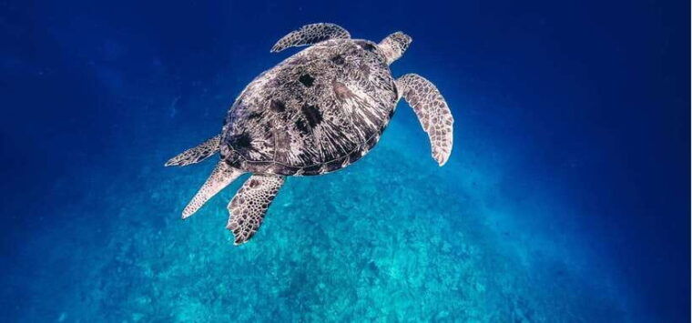 gili-air-private-snorkeling-in-4-spots-with-gopro-camera