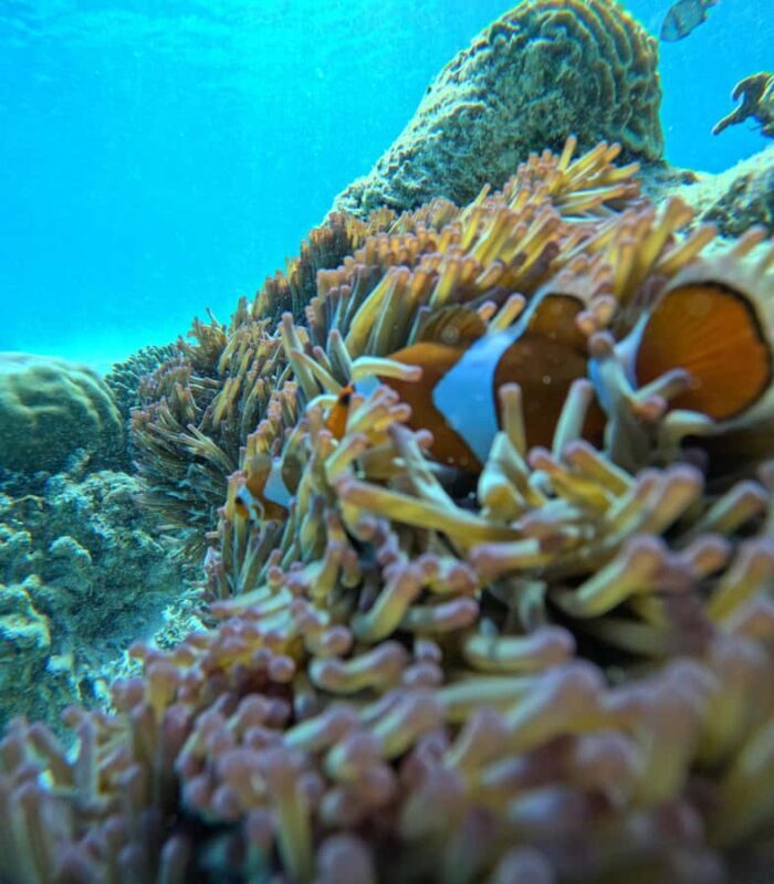 Gili Air: Small-Group Snorkeling Tour with GoPro - FAQ