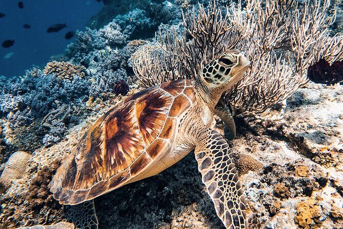 Gili Air: Snorkeling 3 Gili Islands with GoPro Camera - Final Thoughts: Is It Worth It?