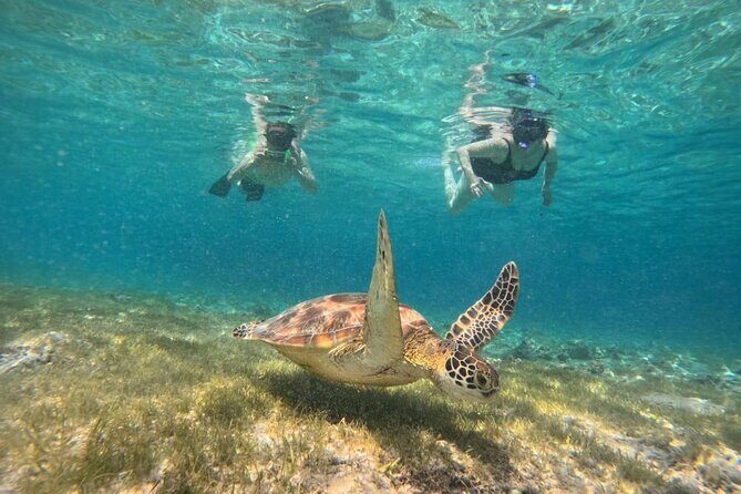 Gili Island Snorkeling Adventure Turtles Statues and Coral Garden - Practical Details: What Makes This Tour Stand Out