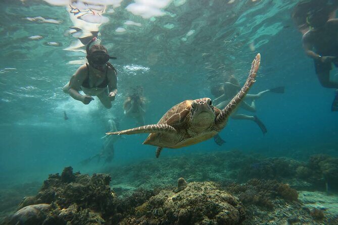 Gili Island Snorkeling Adventure Turtles Statues and Coral Garden - FAQ: Your Quick Guide to the Gili Snorkeling Tour