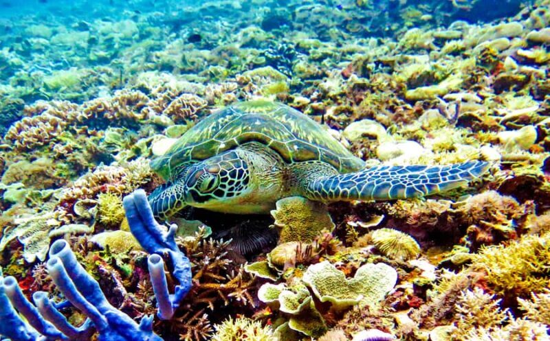 Gili Islands: Underwater Statue, snorkling, turtle sactuary - What to Expect from the Tour
