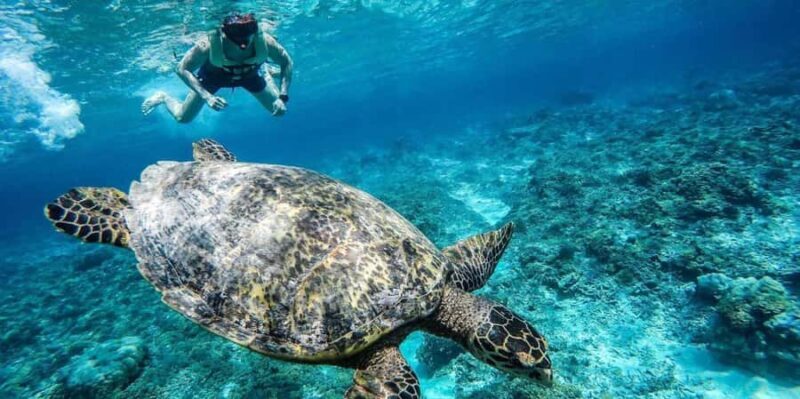 Gili Islands: Underwater Statue, snorkling, turtle sactuary - Comparing with Other Gili Tours