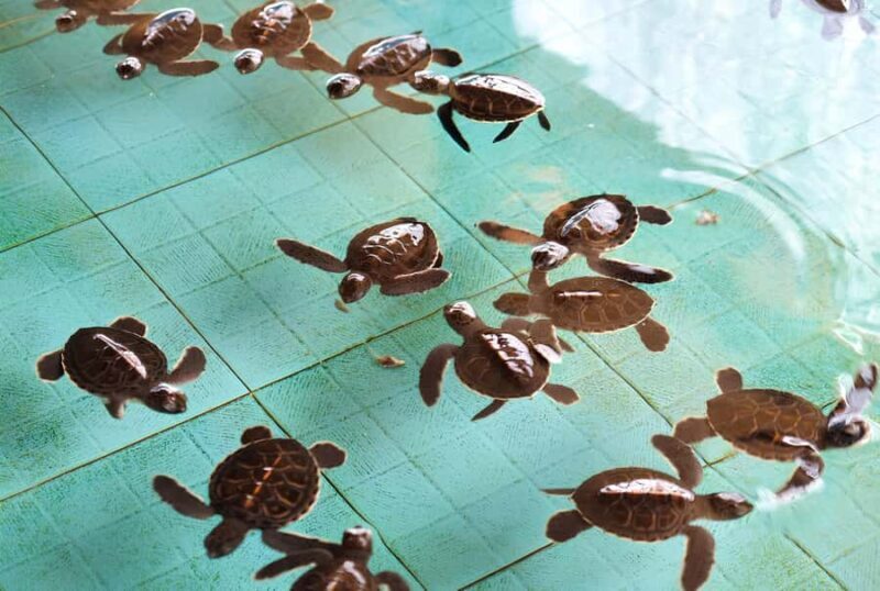 Gili Islands: Underwater Statue, snorkling, turtle sactuary - FAQs