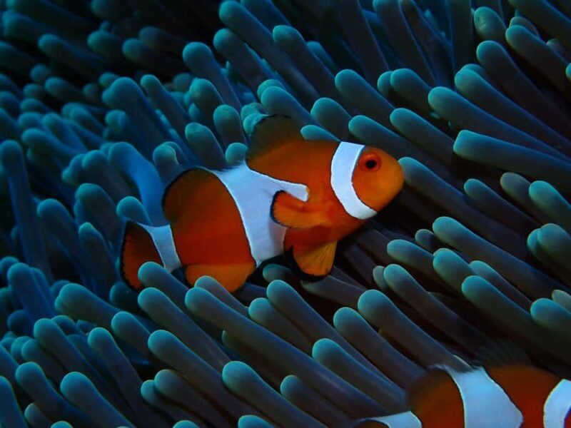 Gili Meno: Discover Scuba Diving for the first time - FAQ