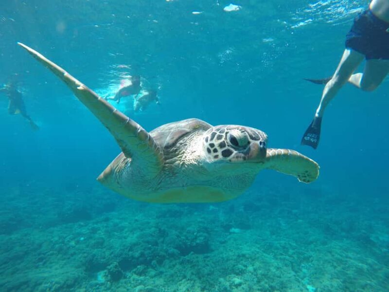 Gili Snorkeling Tour With GOPRO, Visit Turtles Sanctuary - Visiting the Turtle Sanctuary
